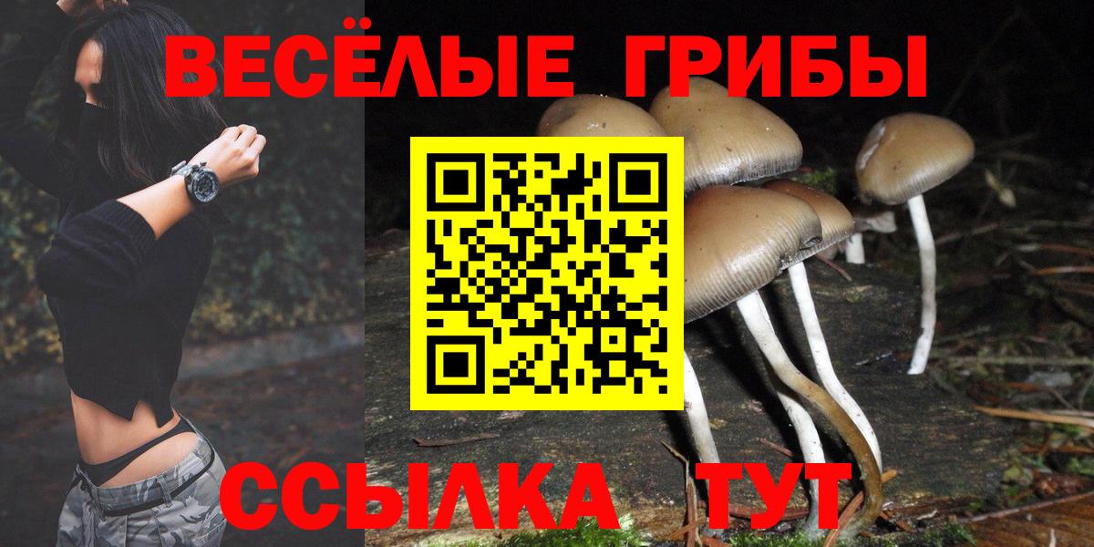 Псилоцибиновые грибы Cubensis Елабуга